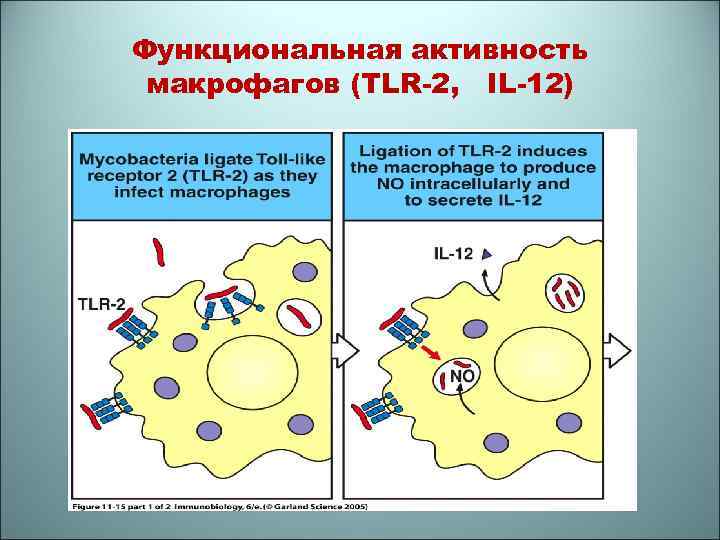 Функциональная активность макрофагов (TLR-2, IL-12) 