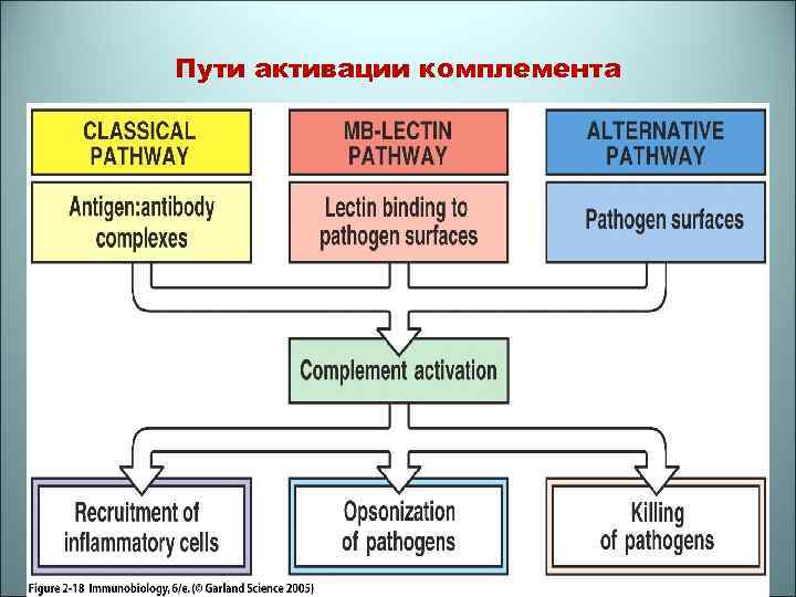 Пути активации комплемента 