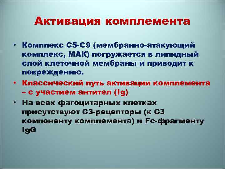 Активация комплемента • Комплекс С 5 -С 9 (мембранно-атакующий комплекс, МАК) погружается в липидный