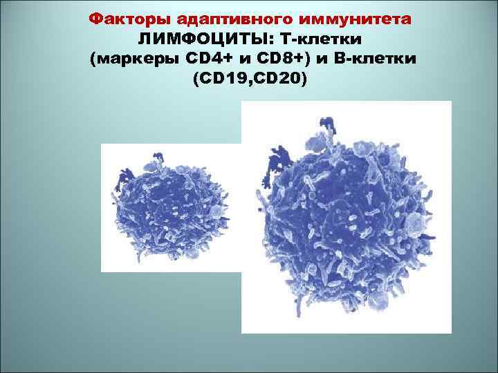 Факторы адаптивного иммунитета ЛИМФОЦИТЫ: T-клетки (маркеры CD 4+ и CD 8+) и В-клетки (CD