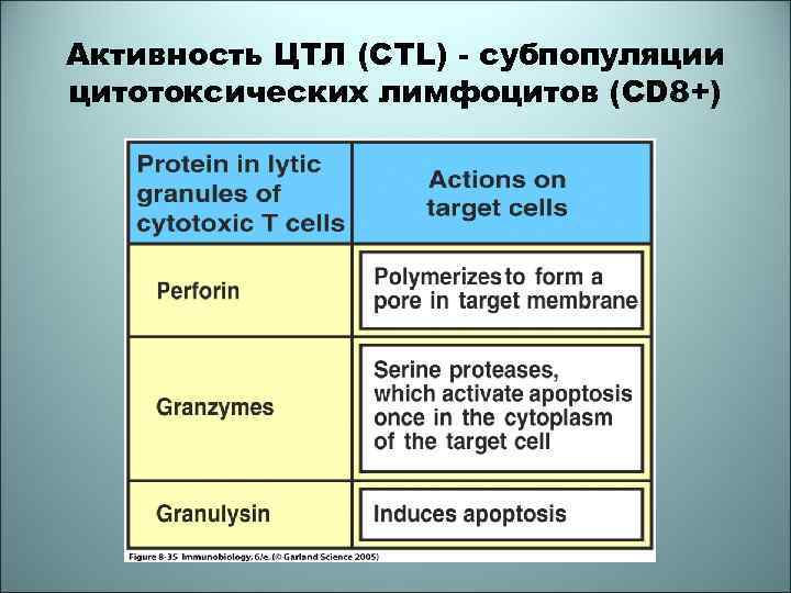 Активность ЦТЛ (CTL) - субпопуляции цитотоксических лимфоцитов (CD 8+) 