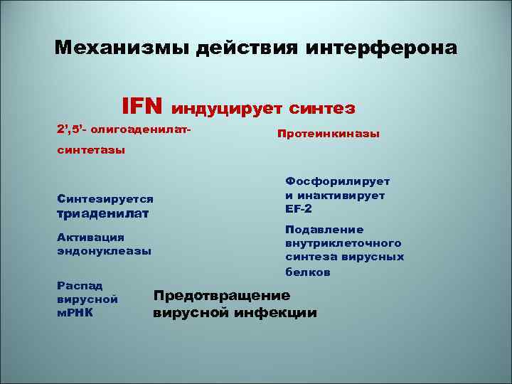 Механизмы действия интерферона IFN индуцирует синтез 2’, 5’- олигоаденилат- Протеинкиназы синтетазы Синтезируется триаденилат Активация