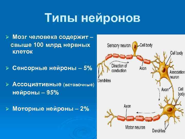 Вставочные нейроны виды