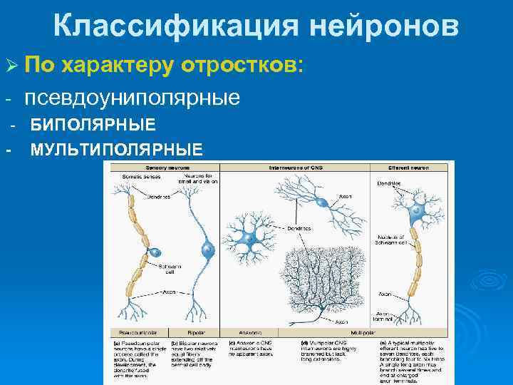 Классификация нейронов Ø По характеру отростков: - псевдоуниполярные - БИПОЛЯРНЫЕ - МУЛЬТИПОЛЯРНЫЕ 
