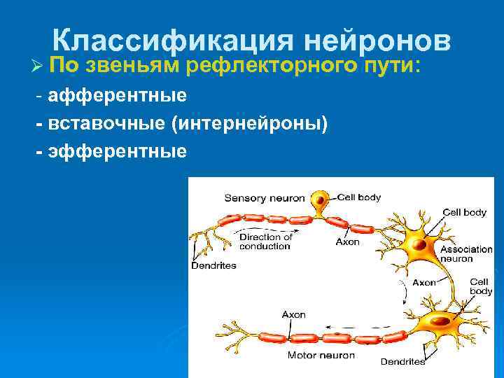 Название нервной клетки. Морфологическая классификация нейронов. Классификация нейронов физиология. Классификация нейронов схема. Классификация нервных клеток физиология.
