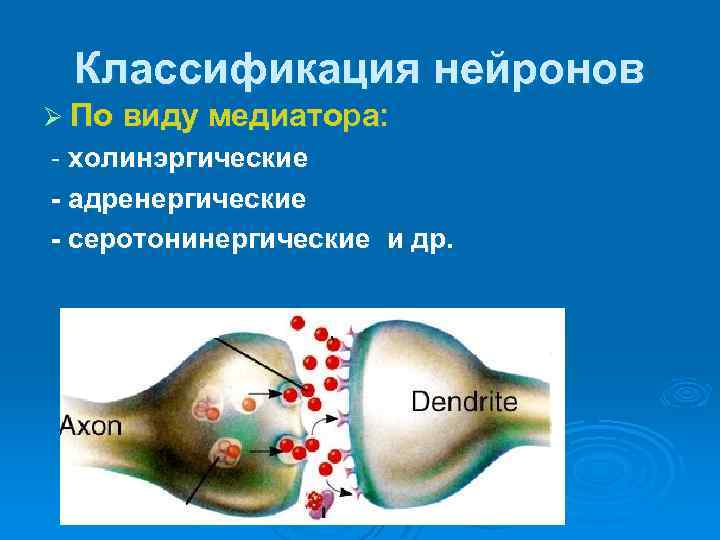 Классификация нейронов Ø По виду медиатора: - холинэргические - адренергические - серотонинергические и др.