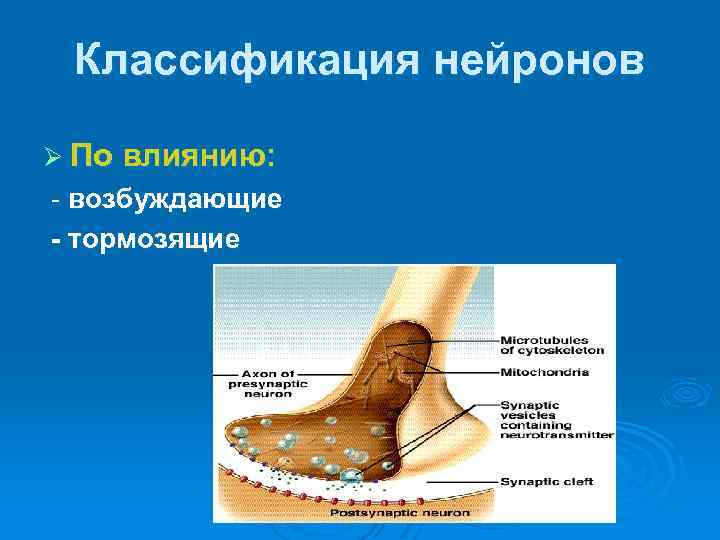 Классификация нейронов Ø По влиянию: - возбуждающие - тормозящие 