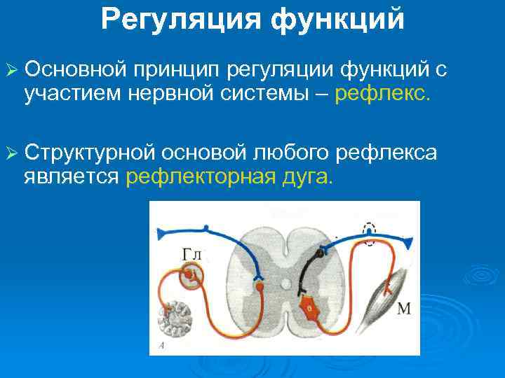 Рефлекторная регуляция функций. Принципы регуляции функций. Регуляция функций организма.