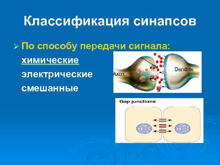 Классификация синапсов Ø По способу передачи сигнала: химические электрические смешанные 