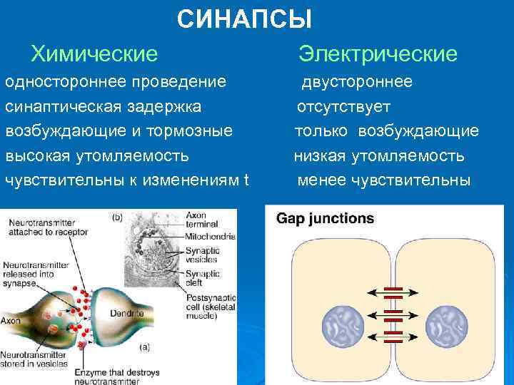  СИНАПСЫ Химические Электрические одностороннее проведение двустороннее синаптическая задержка отсутствует возбуждающие и тормозные только