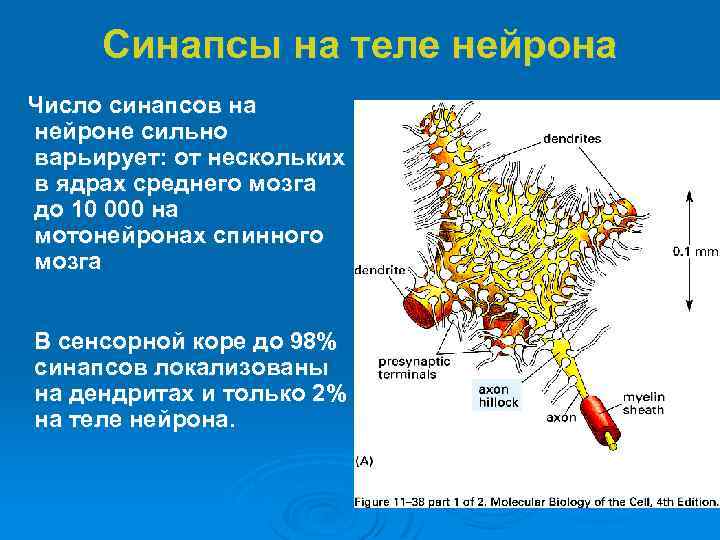 Синапсы на теле нейрона Число синапсов на нейроне сильно варьирует: от нескольких в ядрах