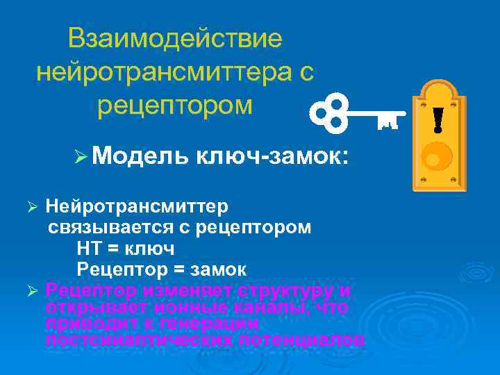 Взаимодействие нейротрансмиттера с рецептором Ø Модель ключ-замок: Нейротрансмиттер связывается с рецептором НТ = ключ