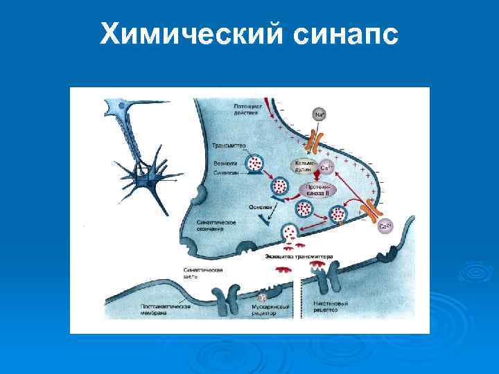Химический синапс 