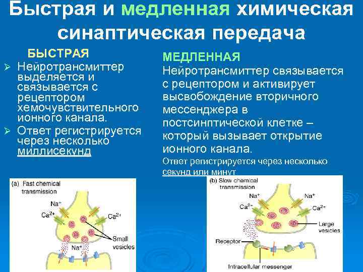 Быстрая и медленная химическая синаптическая передача БЫСТРАЯ Ø Нейротрансмиттер выделяется и связывается с рецептором