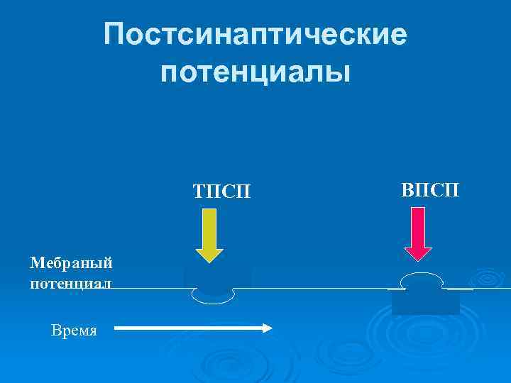 Постсинаптические потенциалы ТПСП Мебраный потенциал Время ВПСП 