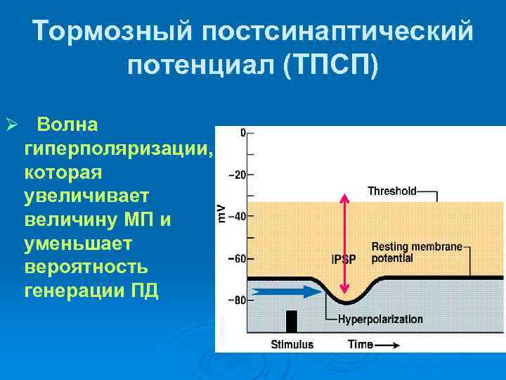 Тормозный постсинаптический потенциал (ТПСП) Ø Волна гиперполяризации, которая увеличивает величину МП и уменьшает вероятность