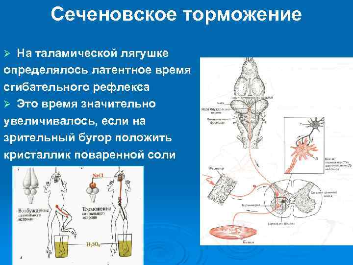 Сеченовское торможение На таламической лягушке определялось латентное время сгибательного рефлекса Ø Это время значительно