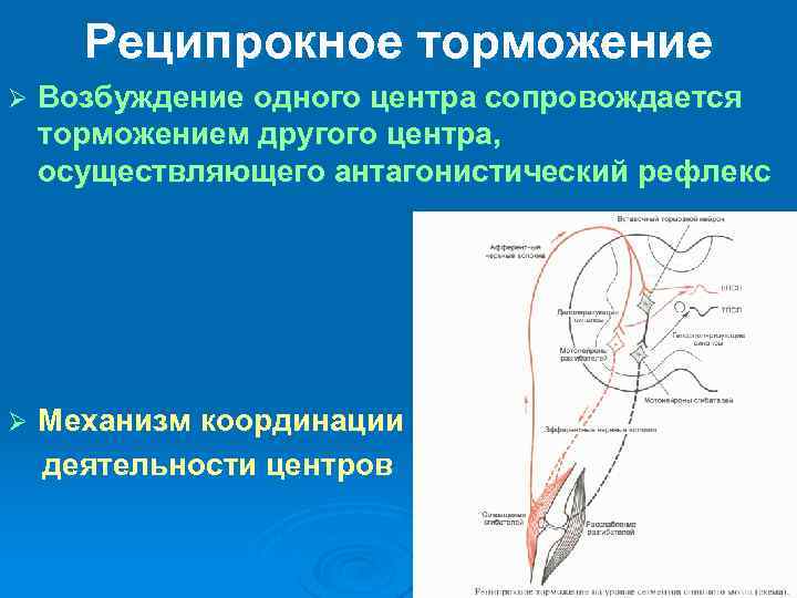 Схема торможения гольца