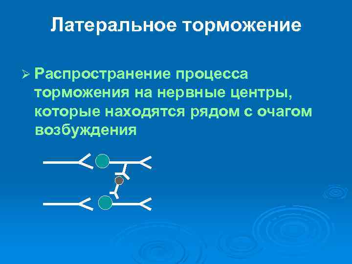 Латеральное торможение Ø Распространение процесса торможения на нервные центры, которые находятся рядом с очагом