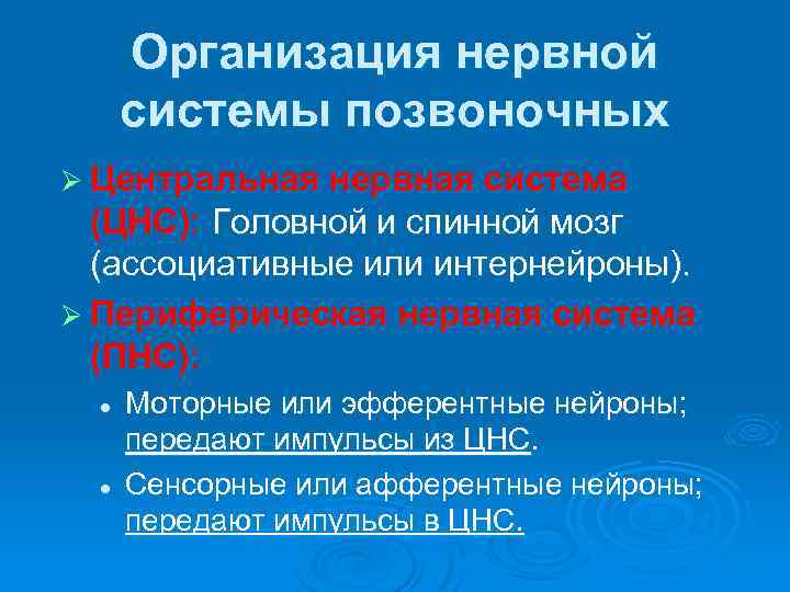 Организация нервной системы позвоночных Ø Центральная нервная система (ЦНС): Головной и спинной мозг (ассоциативные