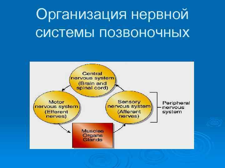 Организация нервной системы позвоночных 