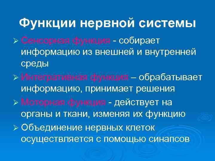 Функции нервной системы Ø Сенсорная функция - собирает информацию из внешней и внутренней среды