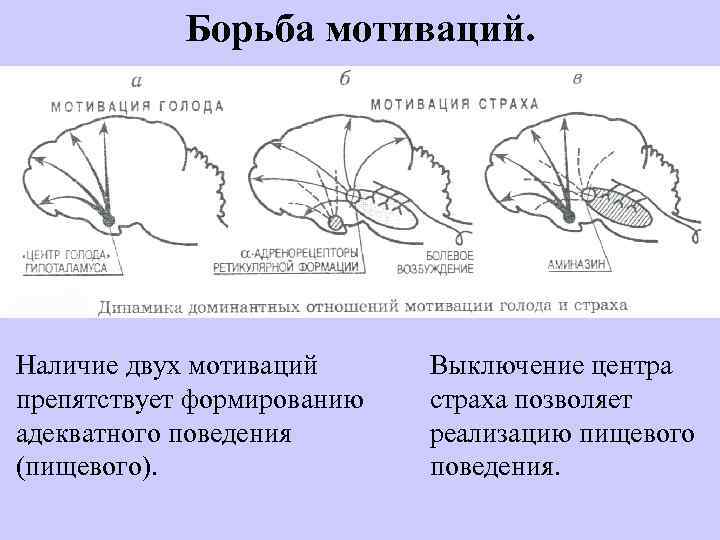 Борьба мотиваций. Наличие двух мотиваций препятствует формированию адекватного поведения (пищевого). Выключение центра страха позволяет