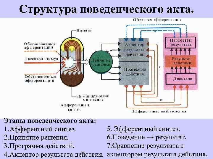 Функционально поведенческий. Структуру поведенческого акта по Анохину п.к.. Афферентный Синтез по Анохину. Стадии поведенческого акта.