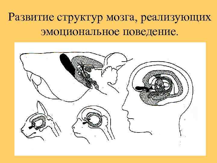 Развитие структур мозга, реализующих эмоциональное поведение. 