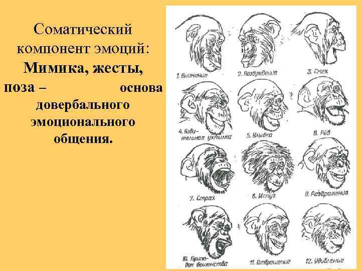 Высшая нервная деятельность эмоции презентация