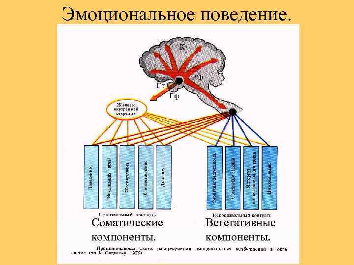 Эмоциональное поведение. Соматические компоненты. Вегетативные компоненты. 
