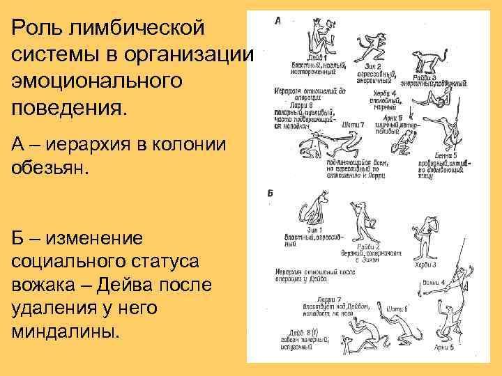 Физиологические основы воображения презентация