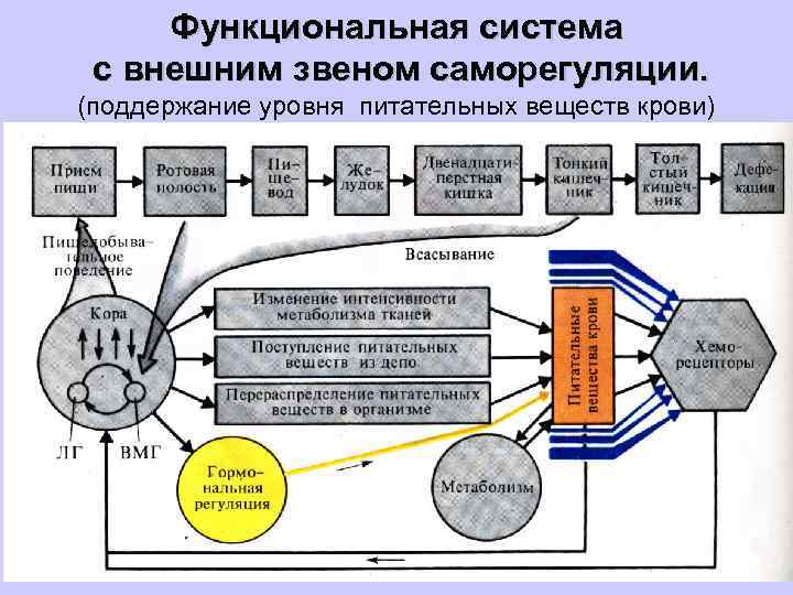 Согласно функциональной