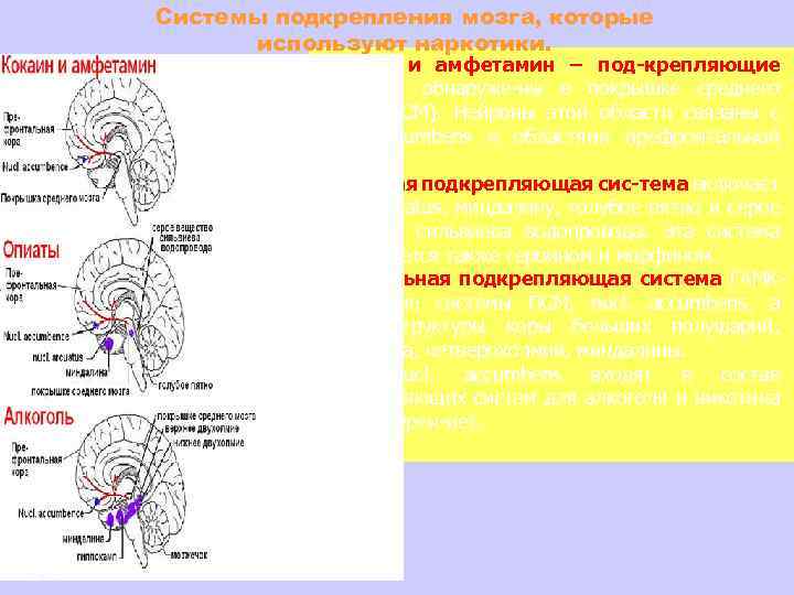 Системы подкрепления мозга, которые используют наркотики. Кокаин и амфетамин – под-крепляющие системы обнаруже-ны в