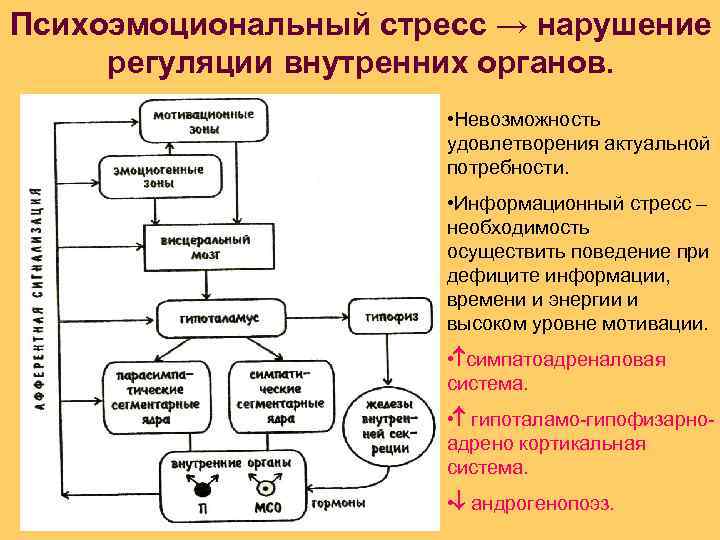 Схема механизмов регуляции информационного стресса