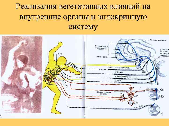 Физиологические основы мышления презентация