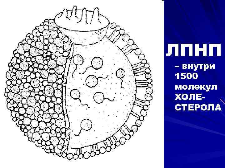 ЛПНП – внутри 1500 молекул ХОЛЕСТЕРОЛА 