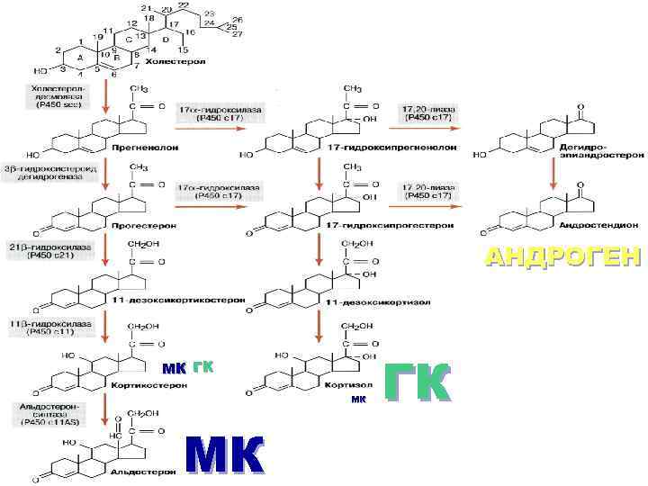 АНДРОГЕН МК ГК МК МК ГК 