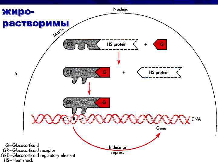 жирорастворимы 