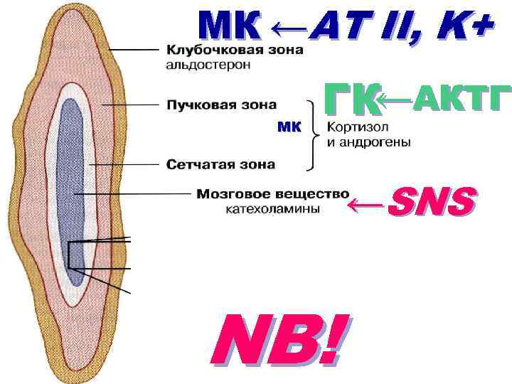 МК ←AT II, K+ МК ГК←АКТГ ←SNS NB! 