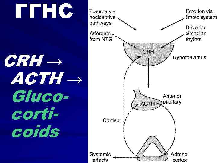 ГГНС CRH → ACTH → Glucocorticoids 