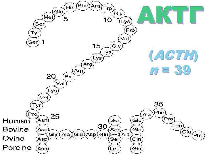 АКТГ (ACTH) n = 39 