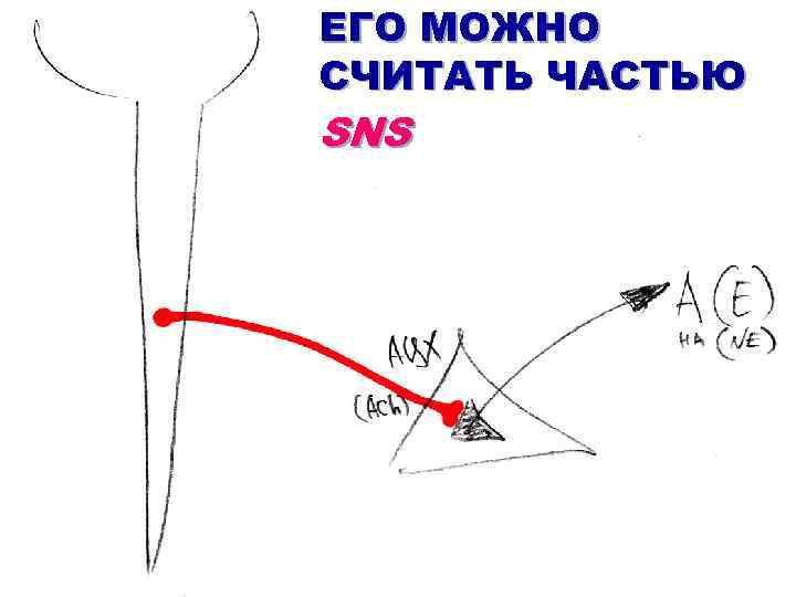 ЕГО МОЖНО СЧИТАТЬ ЧАСТЬЮ SNS 