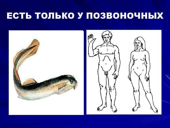 ЕСТЬ ТОЛЬКО У ПОЗВОНОЧНЫХ 