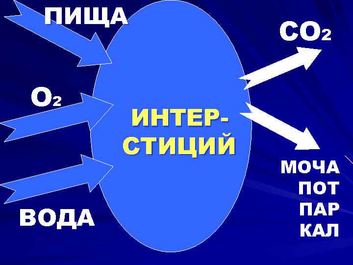 ПИЩА О 2 ВОДА ИНТЕРСТИЦИЙ СО 2 МОЧА ПОТ ПАР КАЛ 