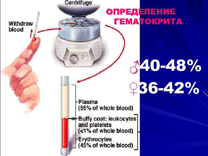 ОПРЕДЕЛЕНИЕ ГЕМАТОКРИТА ♂40 -48% ♀36 -42% 