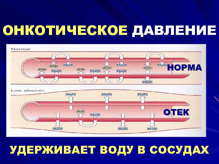 ОНКОТИЧЕСКОЕ ДАВЛЕНИЕ НОРМА ОТЕК УДЕРЖИВАЕТ ВОДУ В СОСУДАХ 