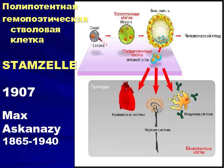 Полипотентная гемопоэтическая стволовая клетка STAMZELLE 1907 Max Askanazy 1865 -1940 
