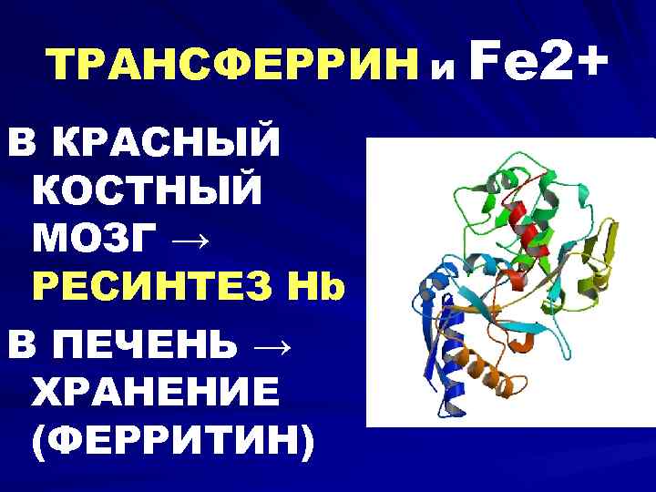 ТРАНСФЕРРИН и Fe 2+ В КРАСНЫЙ КОСТНЫЙ МОЗГ → РЕСИНТЕЗ Hb В ПЕЧЕНЬ →