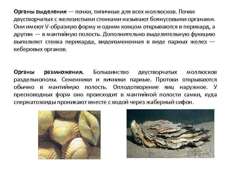 Органы выделения — почки, типичные для всех моллюсков. Почки двустворчатых с железистыми стенками называют